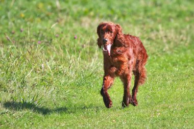 Bir alanda çalışan bir Red Setter