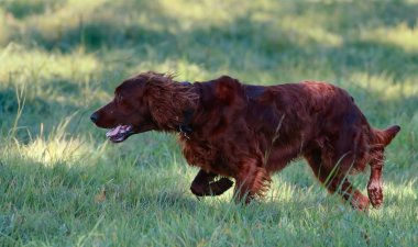 Bir alanda çalışan bir Red Setter