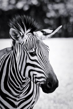 Çarpıcı Zebra portre siyah beyaz
