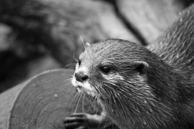 Otter portrait in black and white clipart