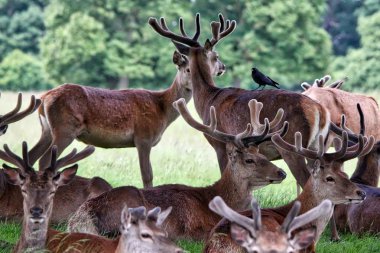Bir ağacın altında bir alanda geyik