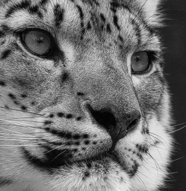 Kar leoparı portre siyah beyaz