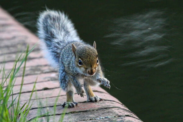 Baby Grey Squirrel running along a wall