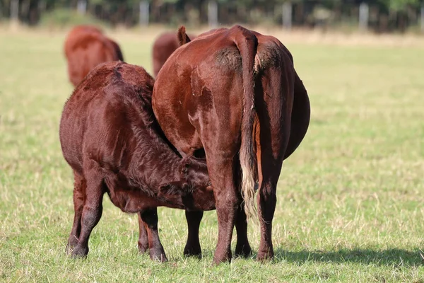 Calf feeding from an adult cow — Stock Photo, Image