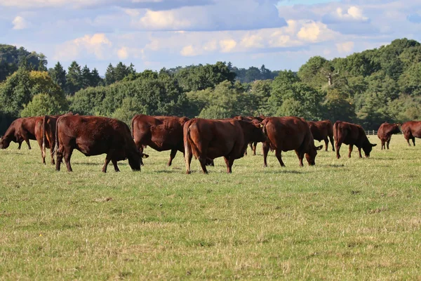 En flock kor på ett fält — Stockfoto