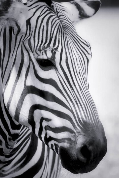 Striking Zebra in black and white