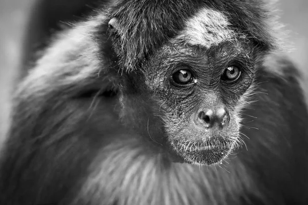 Mono retrato en blanco y negro — Foto de Stock