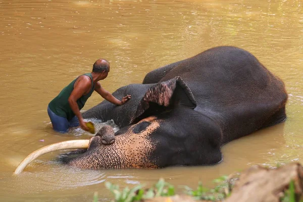 Éléphant choyé dans la rivière par un mahout — Photo