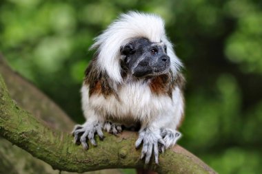 Pamuk üst Tamarin portre