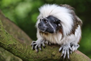 Pamuk üst Tamarin portre