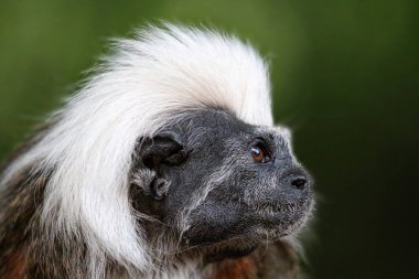 Pamuk üst Tamarin portre