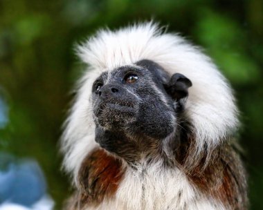 Pamuk üst Tamarin portre