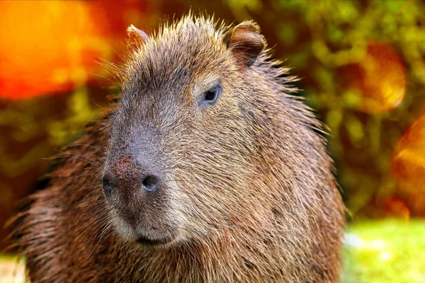 Capybara πορτρέτο κοιτάζοντας προς τα εμπρός — Φωτογραφία Αρχείου