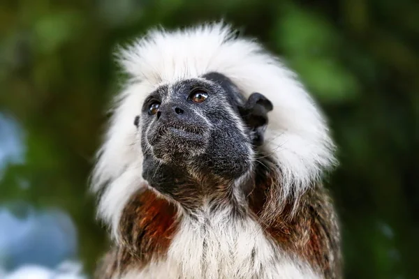 Bavlněný top tamarin opice — Stock fotografie