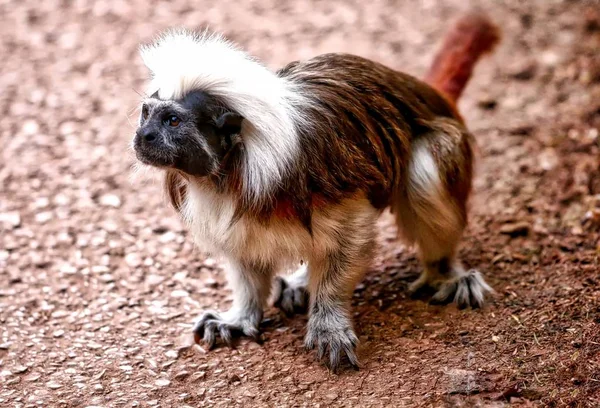 Βαμβάκι κορυφαία Τάμαριν μαϊμού — Φωτογραφία Αρχείου