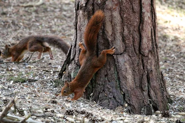 Esquilo Vermelho a forragear na floresta em Formby — Fotografia de Stock