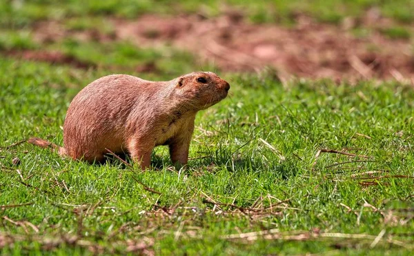 Prairie собака ходьбі на траві — стокове фото