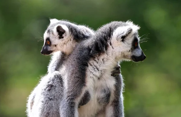 Un paio di Lemuri che guardano in direzioni opposte — Foto Stock