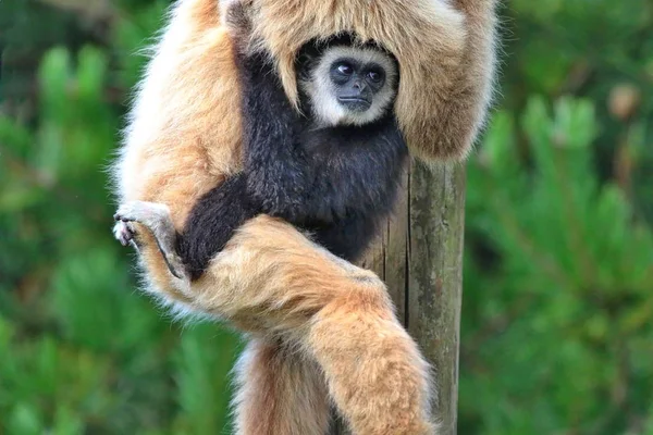 Een witte overhandigde gibbon met een baby — Stockfoto