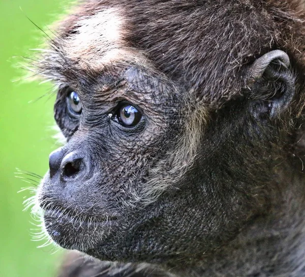 Retrato de un mono — Foto de Stock
