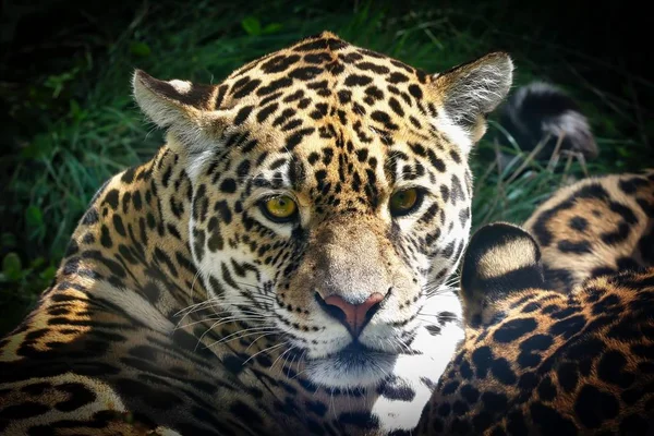 Um close-up de um leopardo — Fotografia de Stock