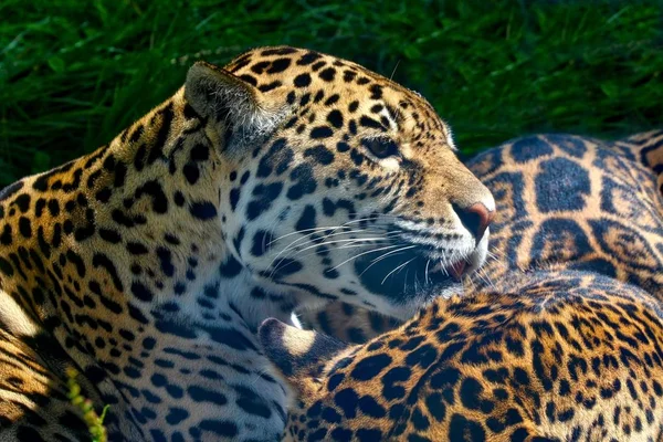 Um close-up de um leopardo — Fotografia de Stock