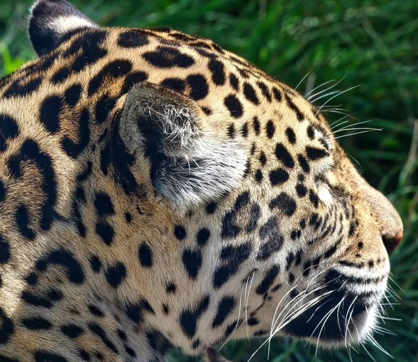 A på nära håll av en Leopard — Stockfoto