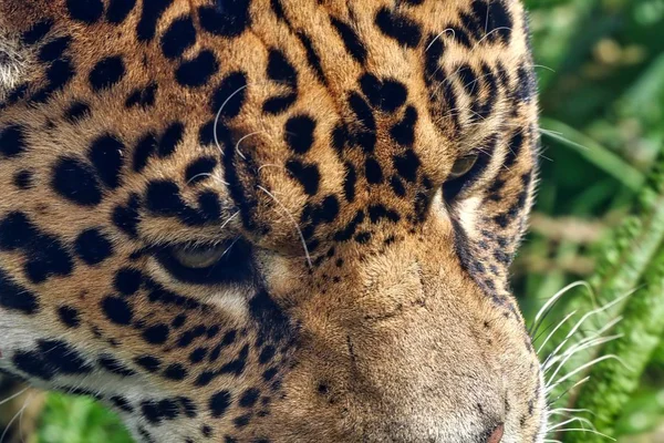 Um close-up de um leopardo — Fotografia de Stock