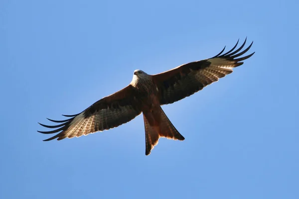 Cerf-volant rouge volant au-dessus — Photo