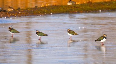 Buz üzerinde durdu lapwings