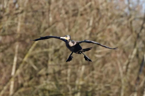 Cormoran débarquant sur terre — Photo