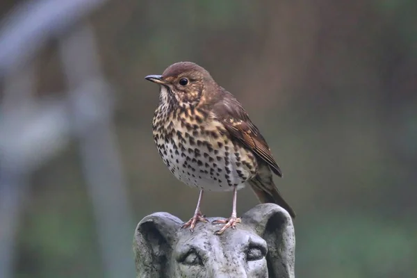 Song Thrush se sentó en una estatua de perro — Foto de Stock