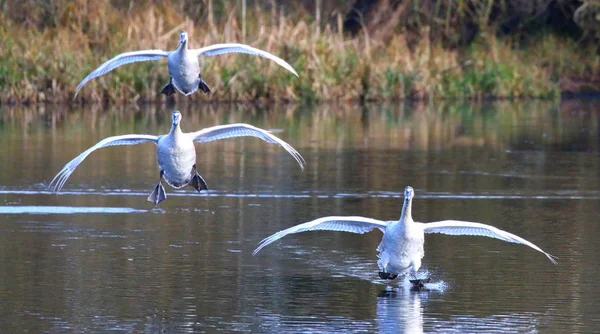 Três cisnes entrando em terra — Fotografia de Stock