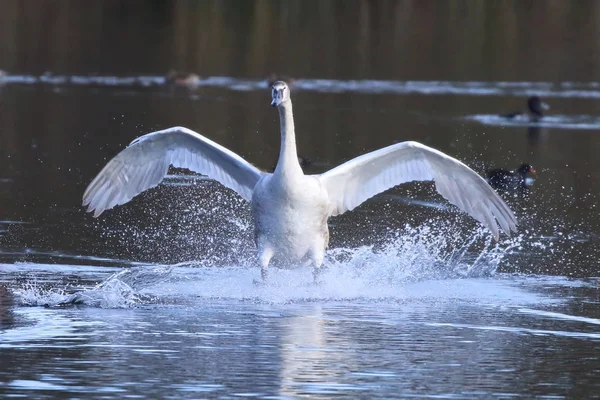Swan přicházejících do země — Stock fotografie
