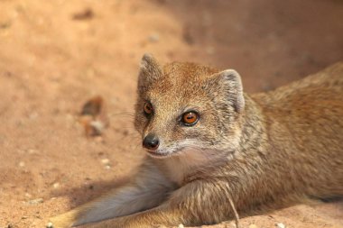 Kum üzerinde sarı Firavun faresi