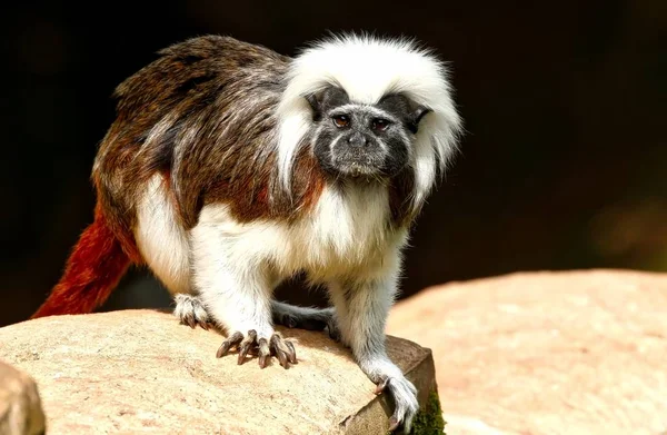 Top de algodón Tamarin en un árbol — Foto de Stock