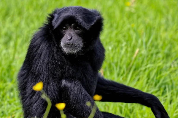 Černá opice seděl v trávě — Stock fotografie