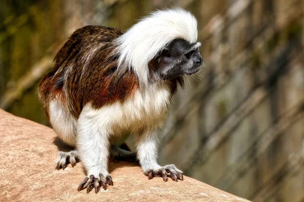 Top de algodón Tamarin en un árbol — Foto de Stock