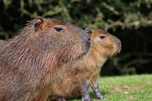 Närbild av ett par kapybara inne i sidled — Stockfoto