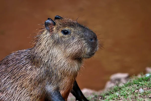 Närbild på en kapybara inne i sidled — Stockfoto
