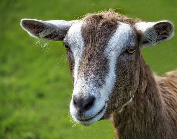 Perto de uma cabeça de cabra — Fotografia de Stock