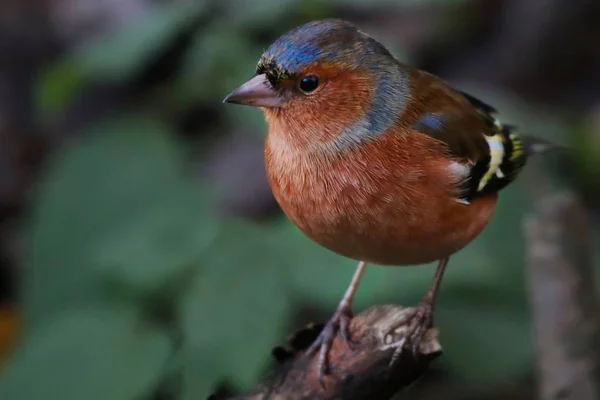 Крупним планом на Chaffinch — стокове фото