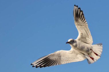 Martı kanatlı uçuşta açın