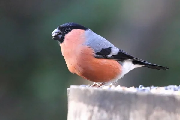 Bullfinch mirando hacia un lado — Foto de Stock