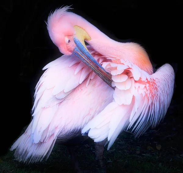 Pink Pelican dengan latar belakang hitam — Stok Foto