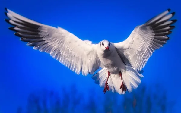 Gaivota em voo com asas abertas — Fotografia de Stock