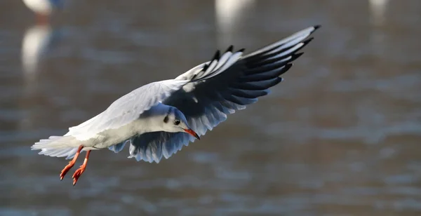 Gaivota em voo com asas abertas — Fotografia de Stock