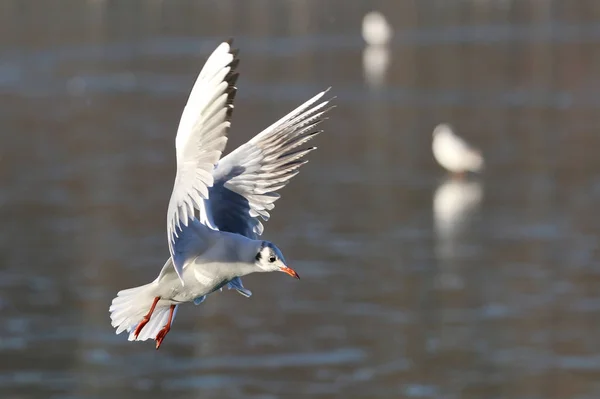 Meeuw in vlucht met vleugels open — Stockfoto