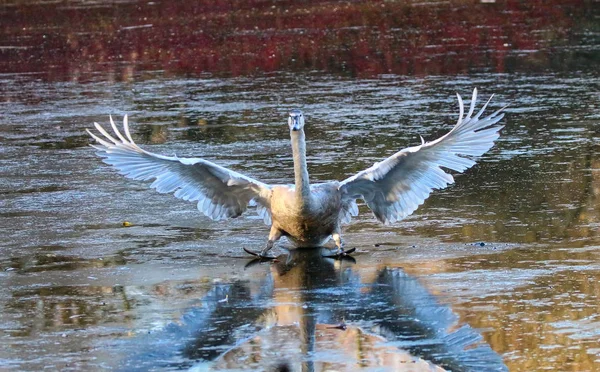 Swan přistání na ledové jezero — Stock fotografie