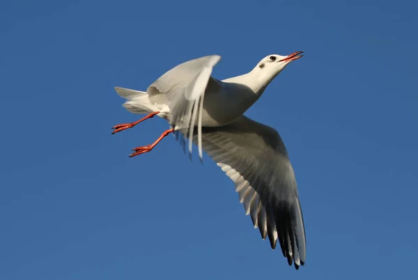 Gaivota em voo com asas abertas — Fotografia de Stock